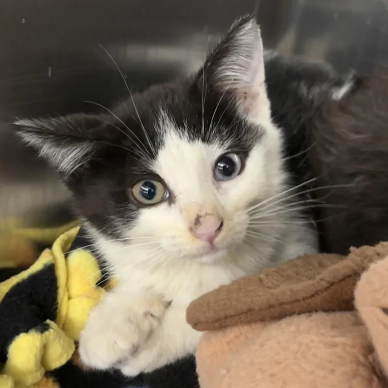 A baby small-sized female Black Domestic Short Hair cat named Minnie for adoption in West Palm Beach, FL