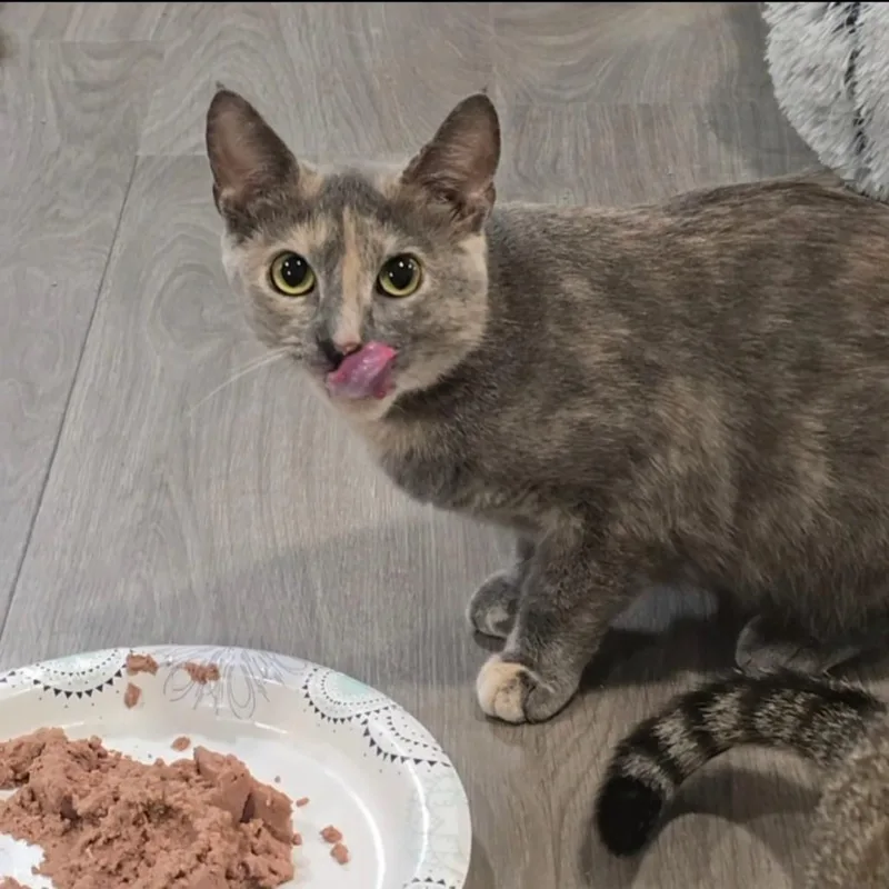 An adult small-sized female Tortoiseshell Domestic Short Hair cat named Maya for adoption in Goshen, IN