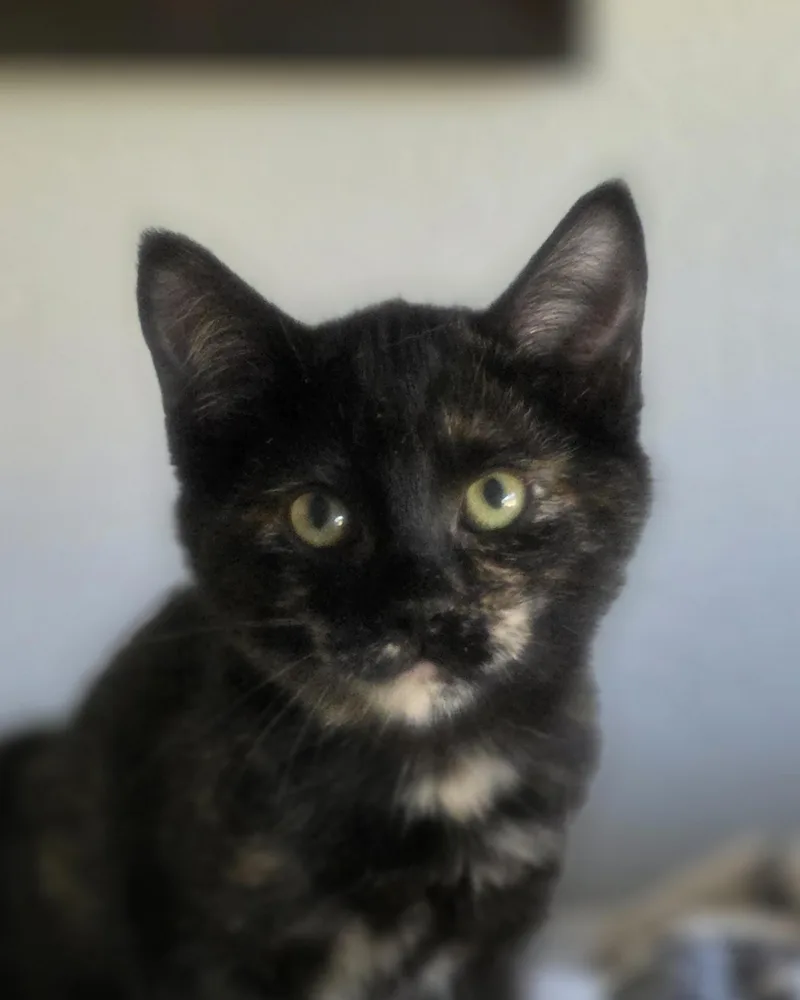 A baby small-sized female Domestic Short Hair cat named Kai for adoption in Rio Linda, CA