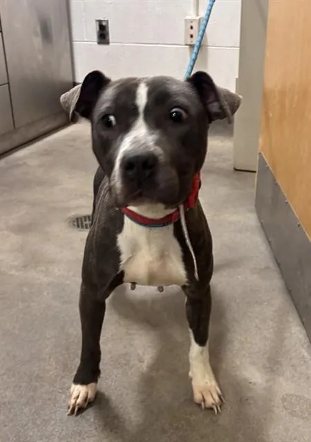 A young medium-sized female Pit Bull Terrier dog named Diamond for adoption in Upper Marlboro, MD