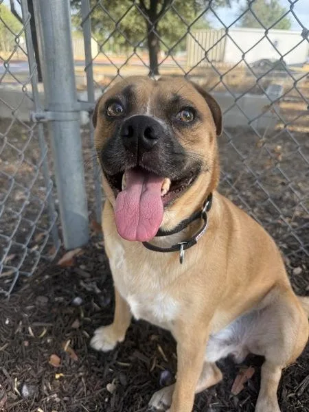 An adult medium-sized male Pug dog named Canelo for adoption in Austin, TX