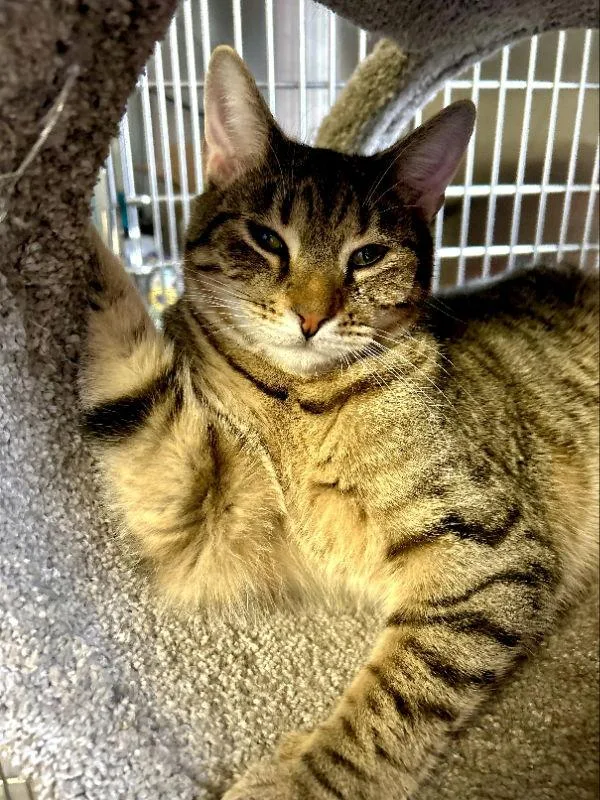 Taz Cchs thumbnail 2