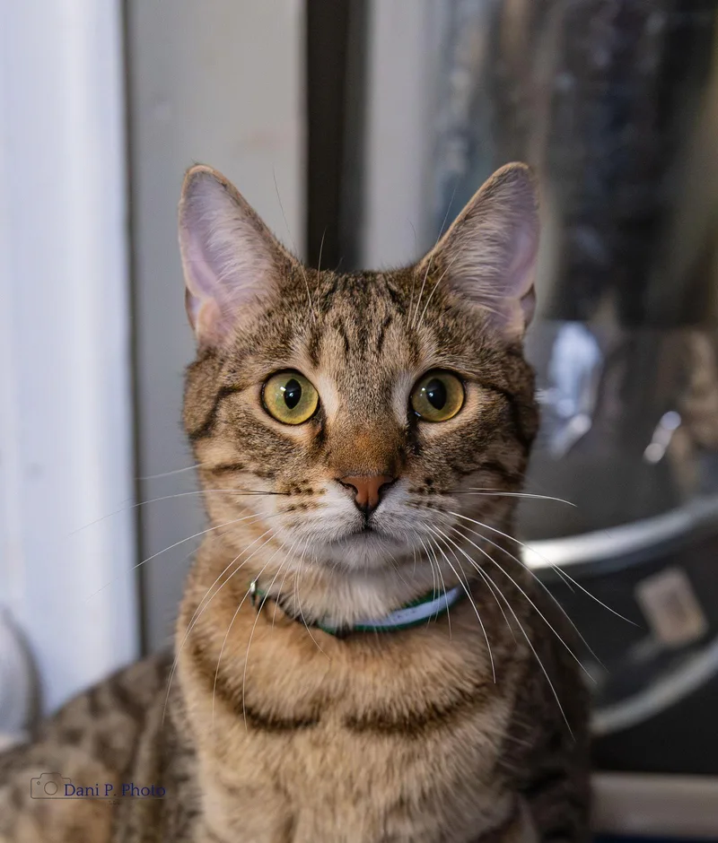 Taz Cchs thumbnail 3