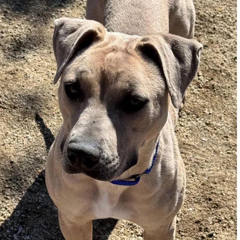 An adult medium-sized female Yellow / Tan / Blond / Fawn Pit Bull Terrier dog named Nylah for adoption in Stagecoach, NV