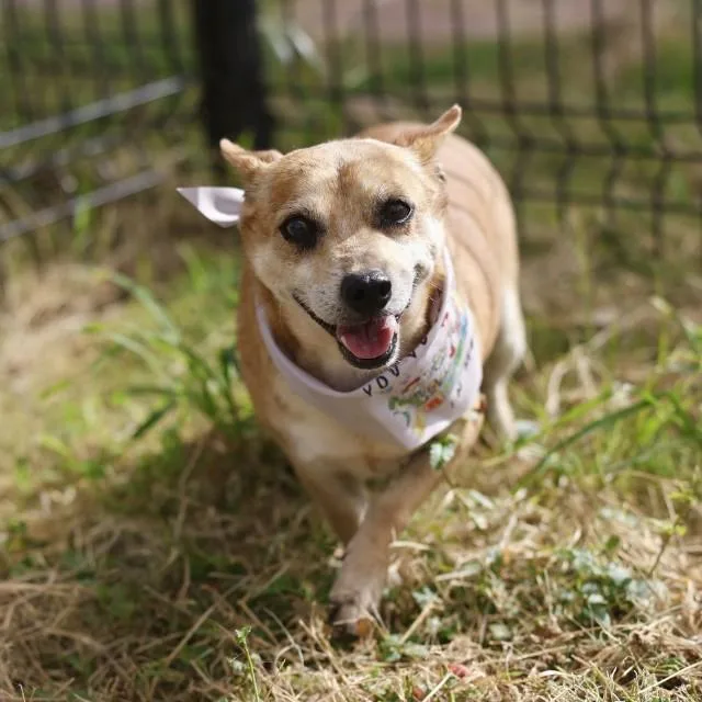 An adult small-sized male Terrier dog named Jumbo for adoption in San Antonio, TX