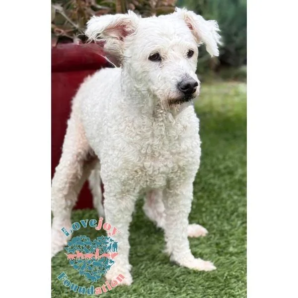 Buddy Coh thumbnail 2