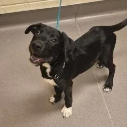 A baby small-sized female Black Mixed Breed dog named Bess for adoption in Norman, OK