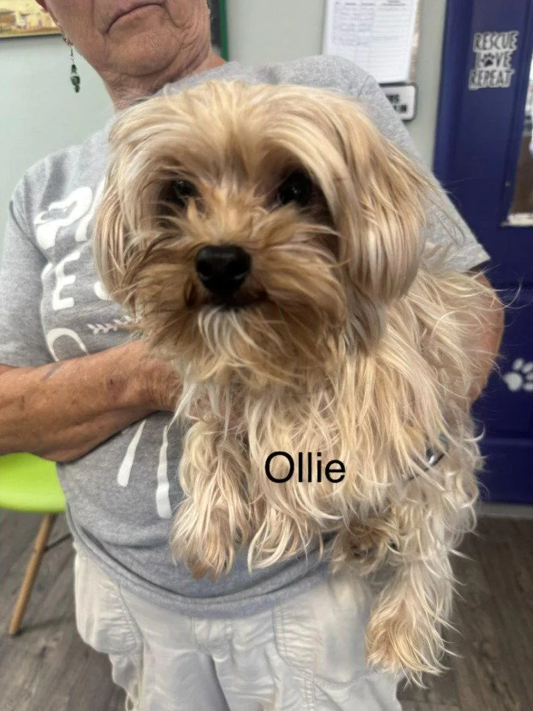 An adult small-sized male Yorkshire Terrier dog named Ollie for adoption in Saint George, UT