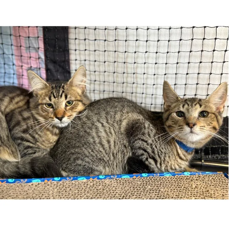 A baby small-sized male Brown / Chocolate Domestic Short Hair cat named Charles for adoption in Ridgely, MD