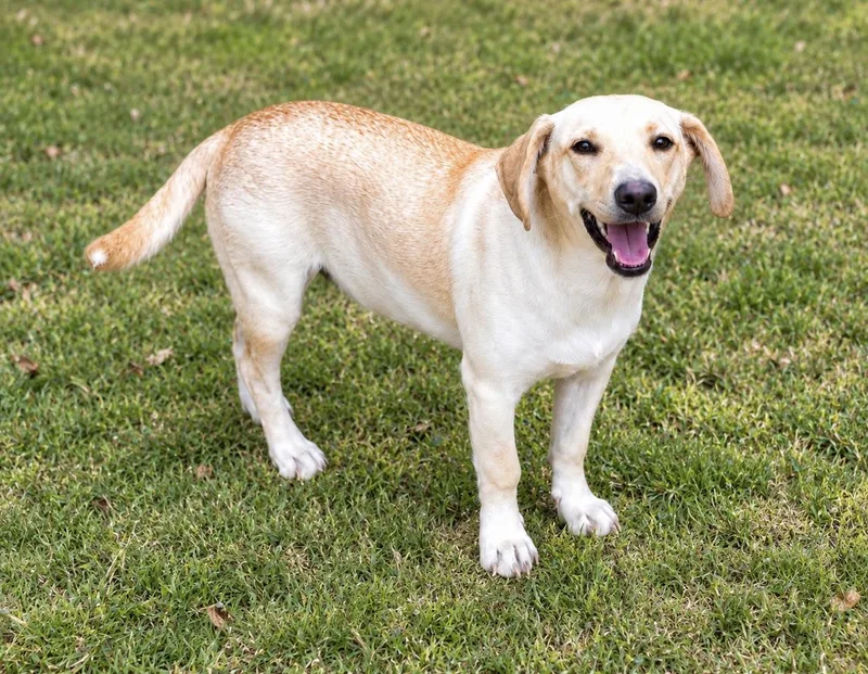A young small-sized male Mixed Breed dog named Vanilla for adoption in University Place, WA