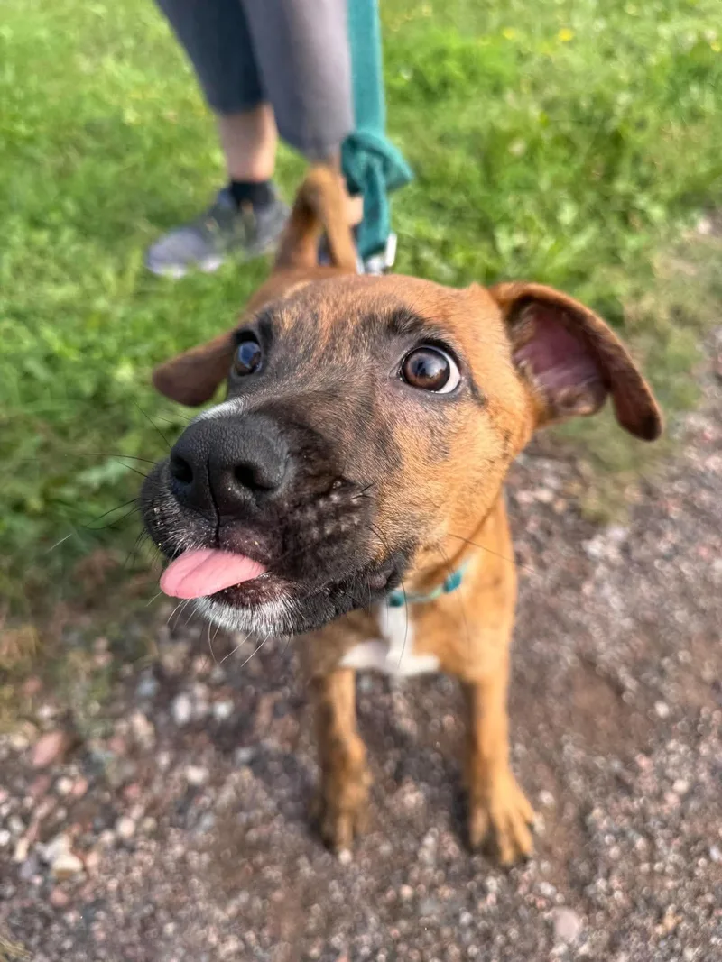 A baby medium-sized male Terrier dog named Kobe for adoption in Duluth, MN