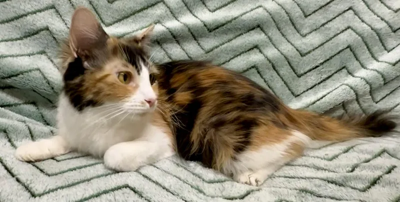 An adult medium-sized female Calico Domestic Medium Hair cat named Ressie for adoption in Miller Beach, IN