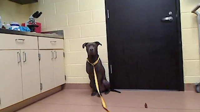 A young large-sized male Pit Bull Terrier dog named Jeremy for adoption in Cookeville, TN