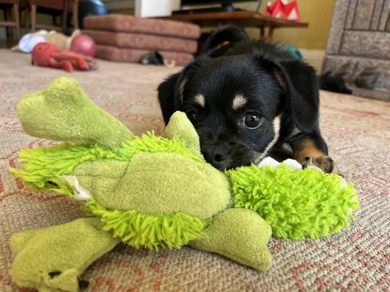 A baby small-sized female Tricolor (Brown, Black, & White) Chihuahua dog named Dulcie for adoption in Emeryville, CA
