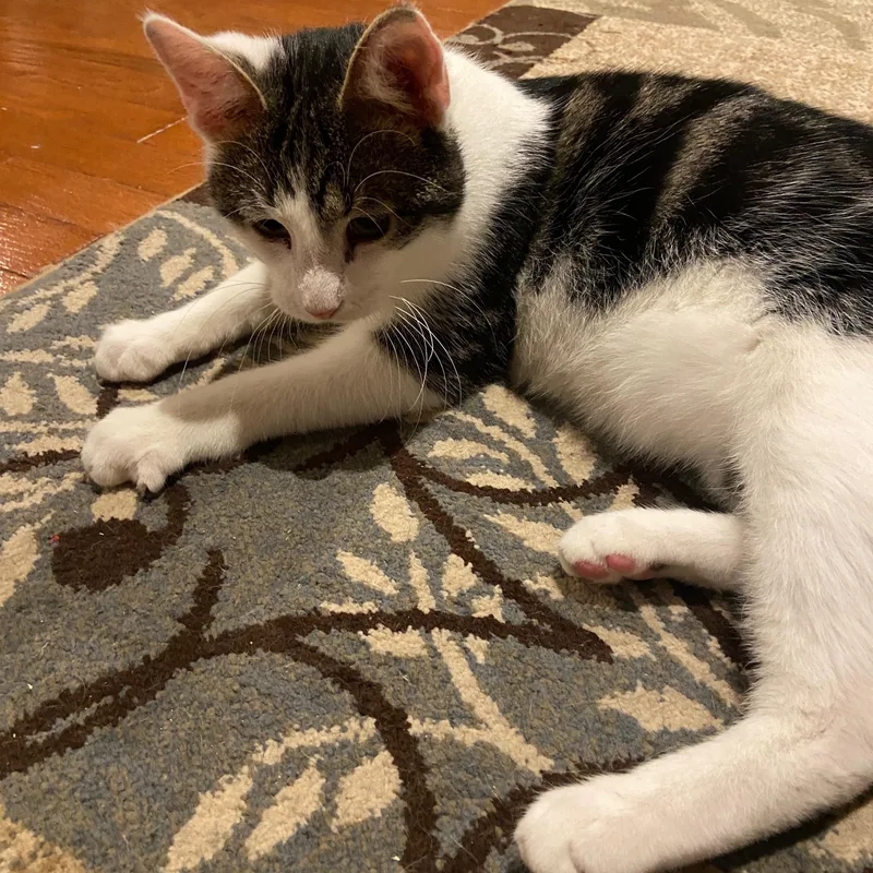 A baby medium-sized male Tabby (Brown / Chocolate) Domestic Short Hair cat named Aiden for adoption in Mokena, IL