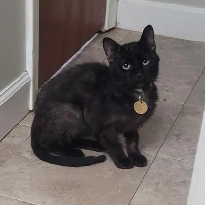 An adult medium-sized male Black Domestic Short Hair cat named Kramer for adoption in Lansing, MI