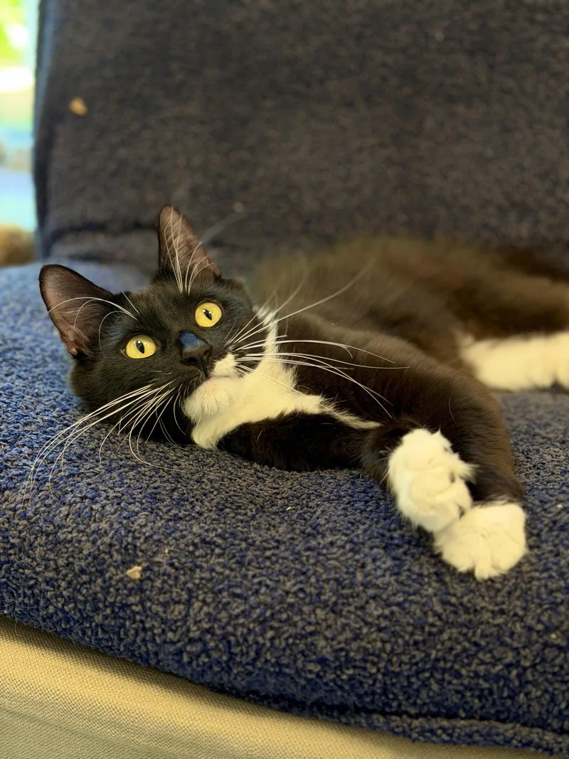 An adult medium-sized female Black & White / Tuxedo Domestic Long Hair cat named Crystal for adoption in West Cornwall, CT