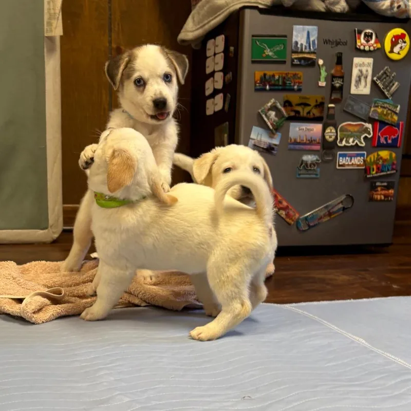 A baby small-sized male White / Cream Mixed Breed dog named Ranch for adoption in Buffalo, MN