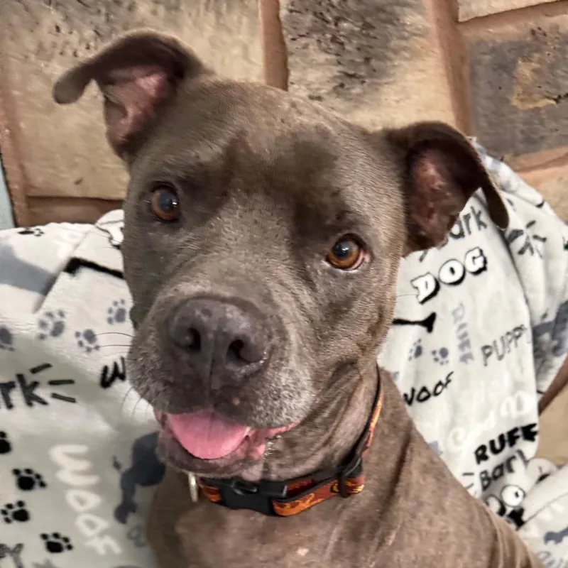 An adult medium-sized female Gray / Blue / Silver American Staffordshire Terrier dog named Jenny for adoption in Sequatchie, TN