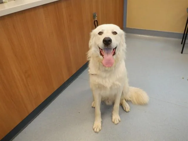 A young large-sized male Great Pyrenees dog named Hiccup for adoption in San Jose, CA