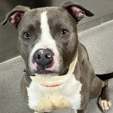 A young large-sized male Gray / Blue / Silver Pit Bull Terrier dog named Bungee for adoption in Baltimore, MD
