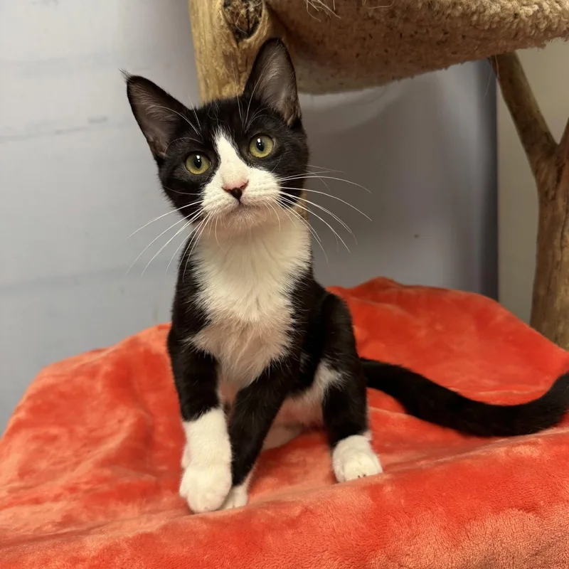 A baby small-sized male Black & White / Tuxedo Domestic Short Hair cat named Felix for adoption in Hanover Park, IL