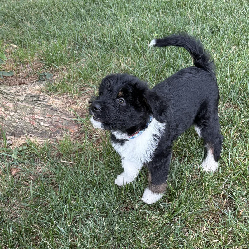 A baby medium-sized male Black Labradoodle dog named Socks for adoption in Phoenixville, PA