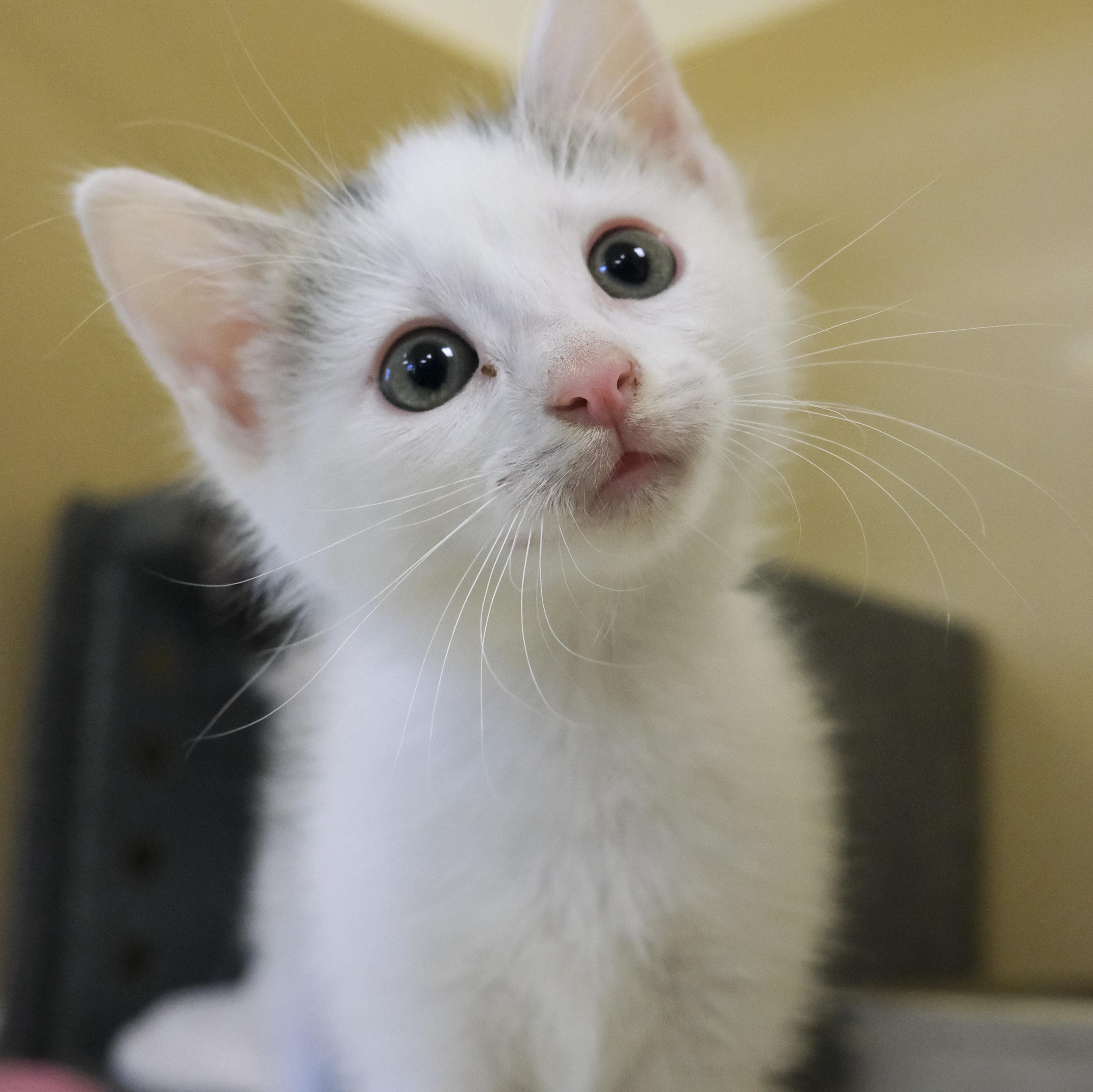 A young medium-sized female Domestic Short Hair cat named Plum for adoption in Harvey , LA