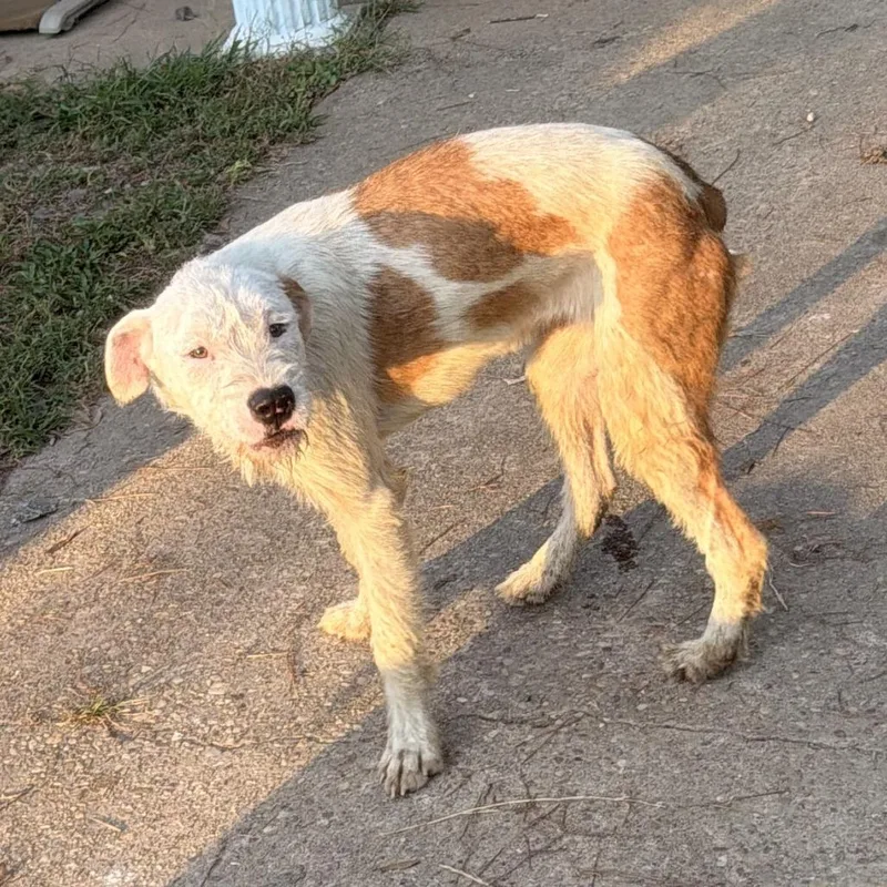 A young medium-sized female White / Cream Mixed Breed dog named Penelope for adoption in Columbus, GA