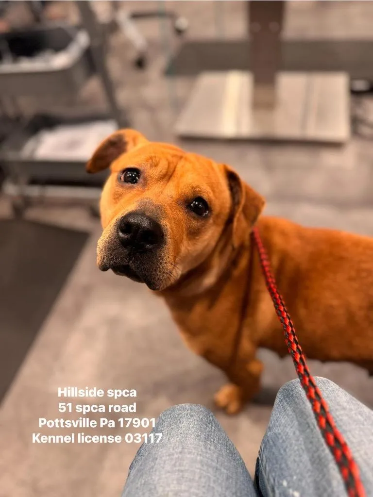 An adult medium-sized female Beagle dog named Lilo for adoption in Pottsville, PA