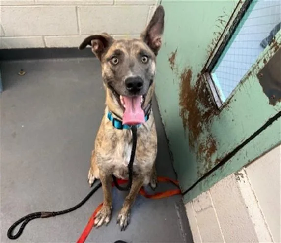 A young large-sized male Dutch Shepherd dog named Tiger for adoption in Antioch, CA
