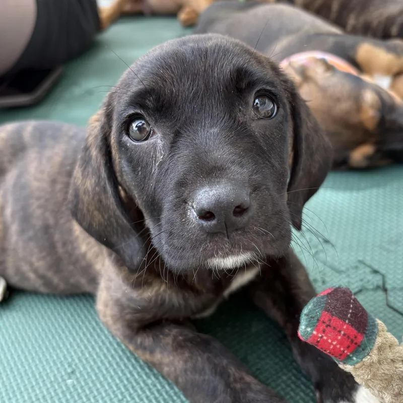 A baby medium-sized female White / Cream Boxer dog named Roblox for adoption in Columbia, SC