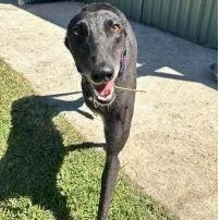 An adult large-sized female Black Greyhound dog named Ferocious Willow for adoption in North Port, FL