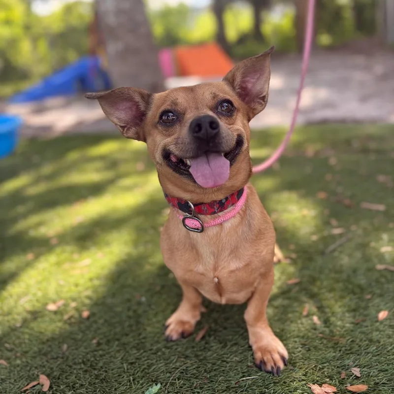 An adult small-sized male Yellow / Tan / Blond / Fawn Chihuahua dog named Eddie for adoption in Port Richey, FL