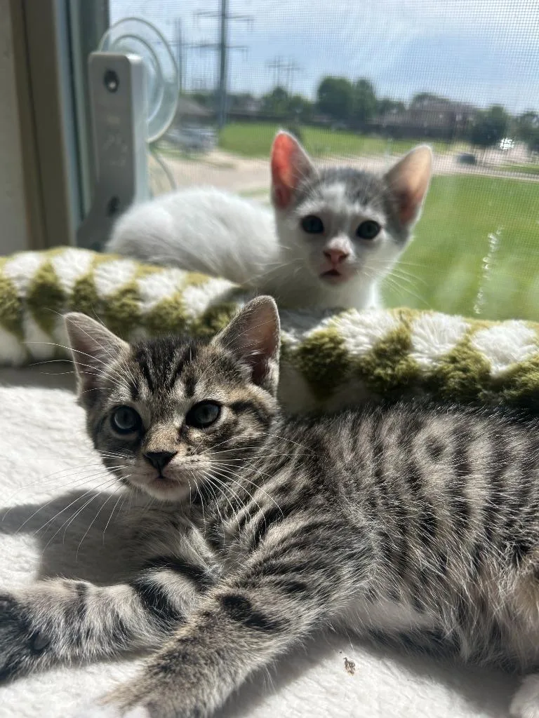 A baby small-sized female Domestic Short Hair cat named Sasha for adoption in Lewisville, TX