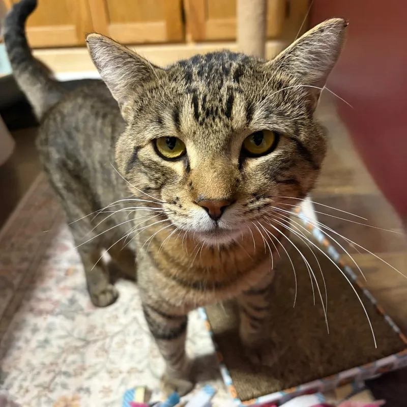 An adult large-sized male Brown / Chocolate Domestic Short Hair cat named Walter C for adoption in Princeton, MN