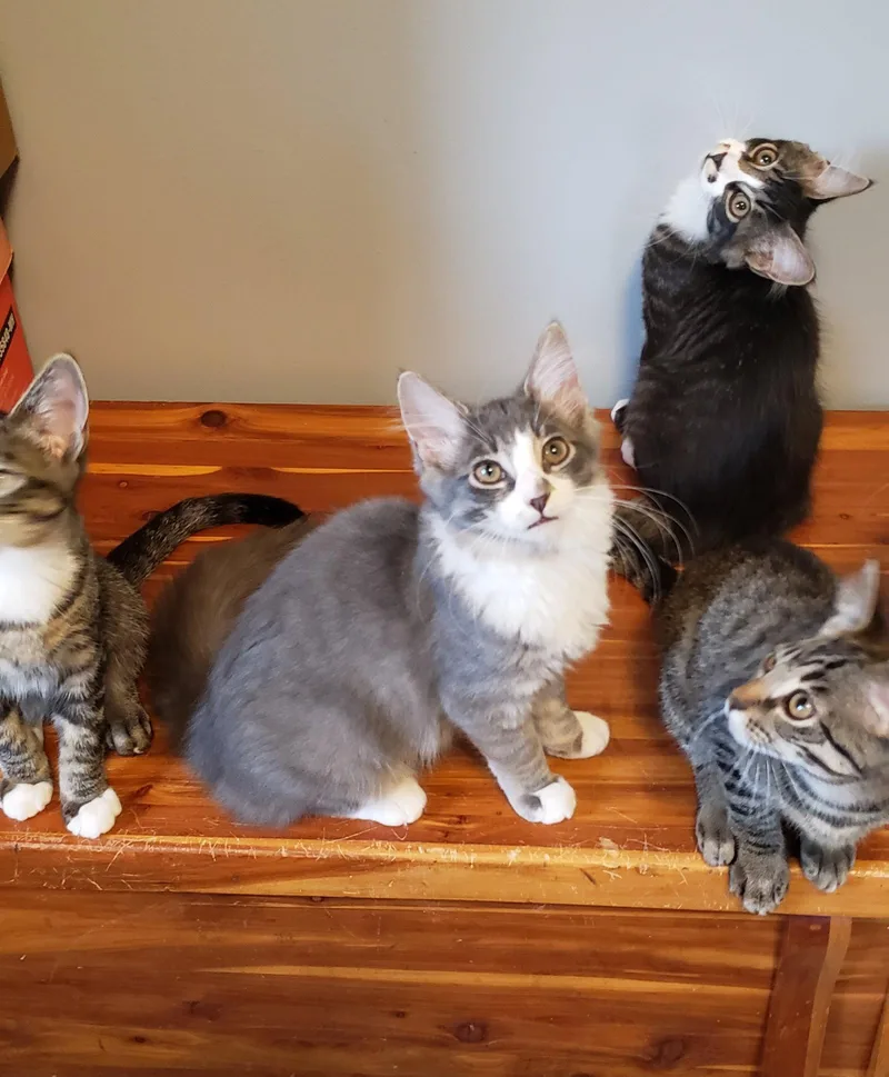 A baby medium-sized male Gray & White Domestic Long Hair cat named Spoons for adoption in Cincinnati, OH