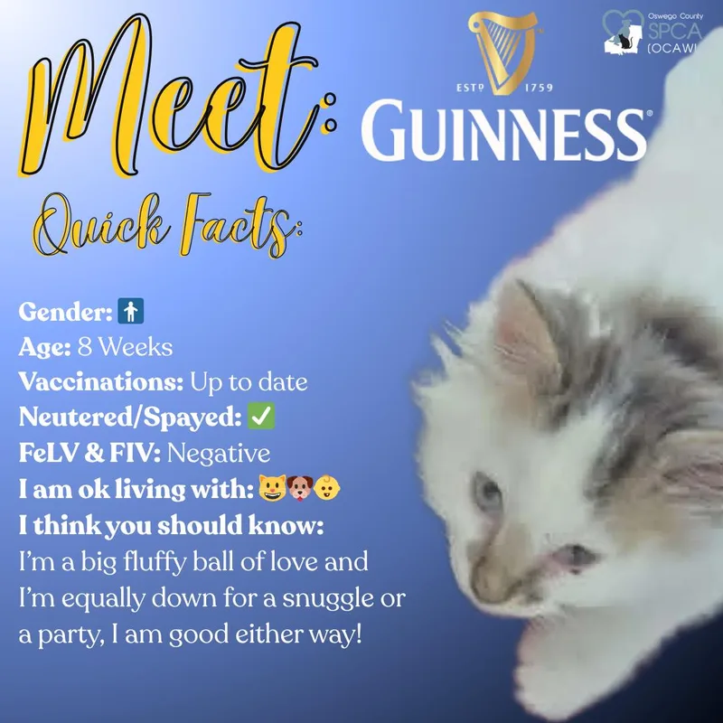 Guinness thumbnail 3