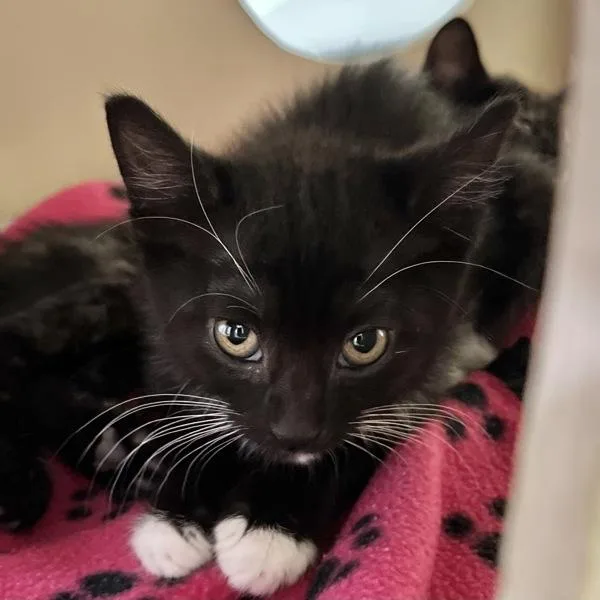 A baby small-sized female Domestic Short Hair cat named Nosferatu for adoption in Walnut Creek, CA