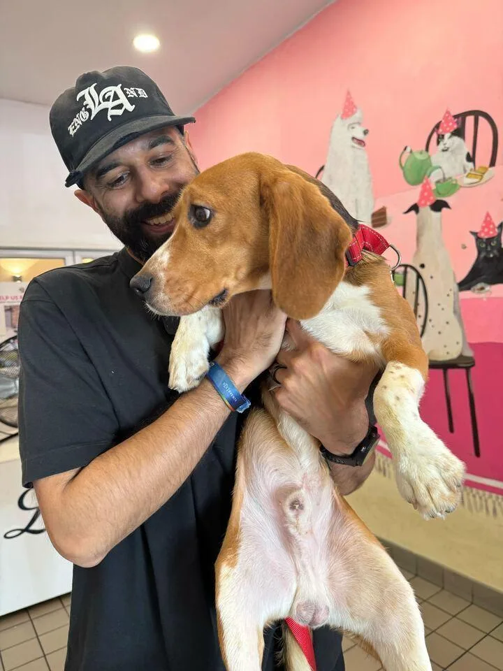 A young small-sized male Tricolor (Brown, Black, & White) Beagle dog named Hughie for adoption in New York, NY