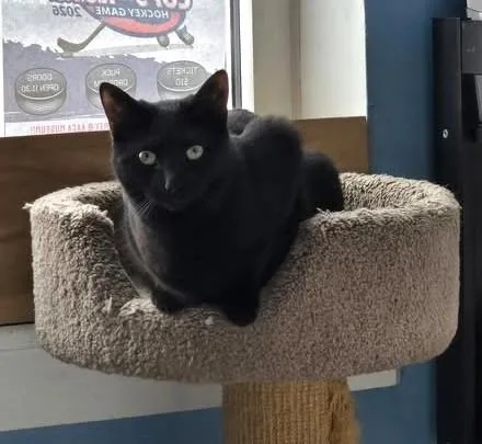 A young medium-sized female Black Domestic Short Hair cat named Olivia for adoption in Boiling Springs, PA