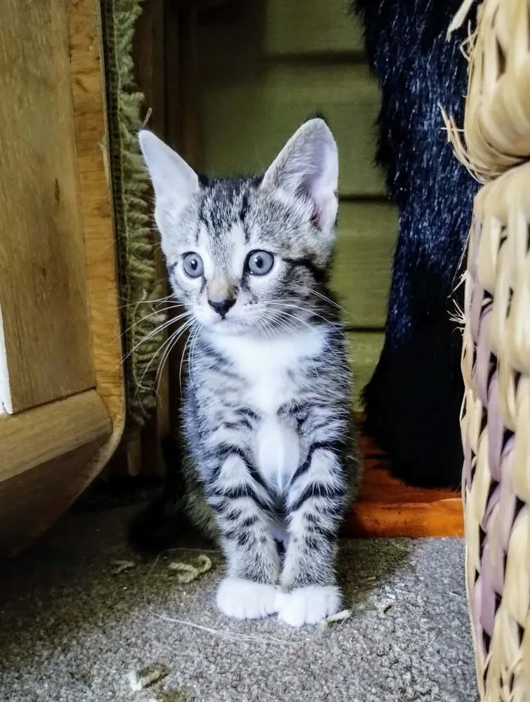 A baby small-sized male Gray & White Domestic Short Hair cat named Mason for adoption in WARNER ROBINS, GA
