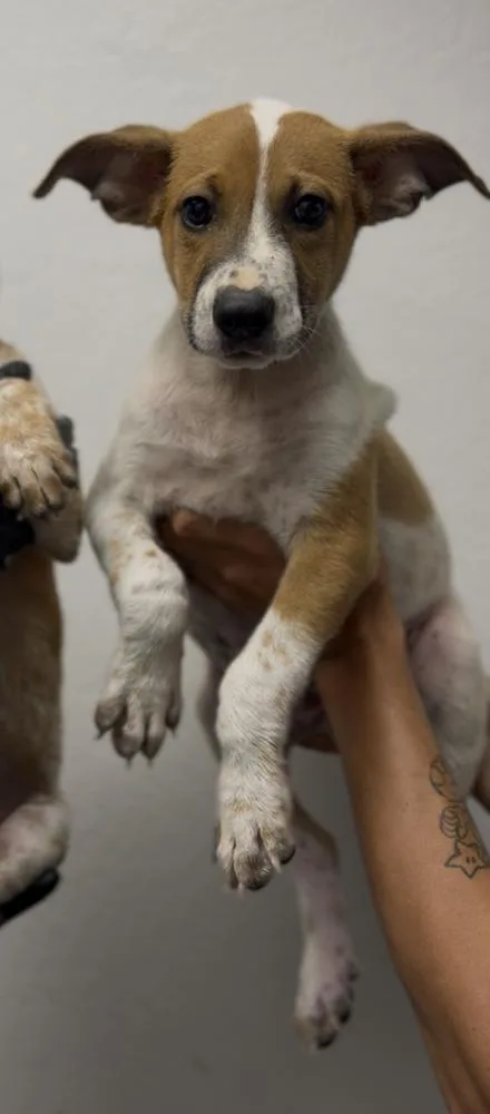 A baby medium-sized male Australian Cattle Dog / Blue Heeler dog named Brisket for adoption in ventura, CA