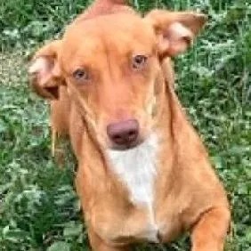 A young small-sized female Red / Chestnut / Orange Dachshund dog named Caramel for adoption in Calverton, NY