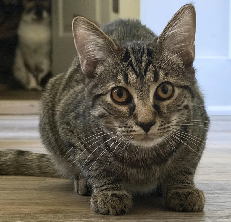 Archie