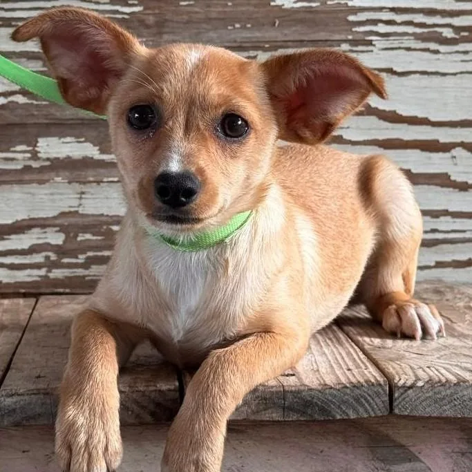 A young small-sized female Apricot / Beige Terrier dog named Tanya for adoption in Carrollton, TX