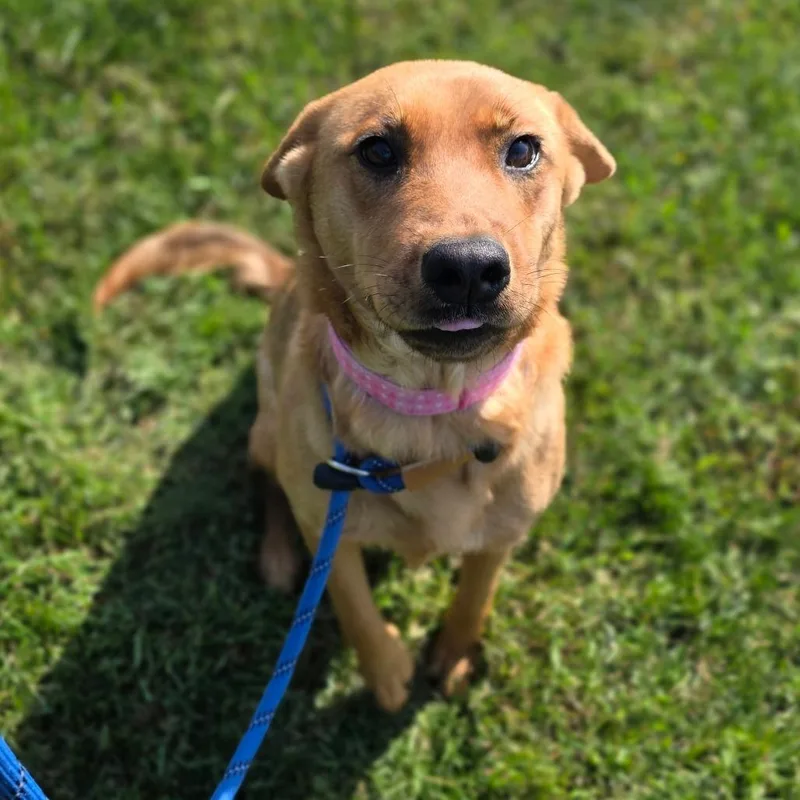 An adult medium-sized female Yellow / Tan / Blond / Fawn Hound dog named Susanville for adoption in Chatham, VA