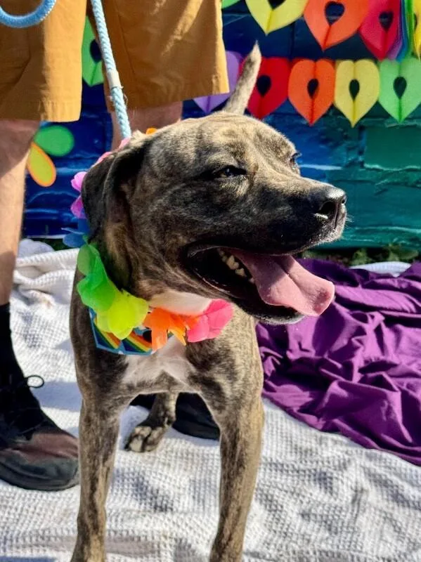An adult large-sized female Brindle Mixed Breed dog named Cashew for adoption in Cincinnati, OH