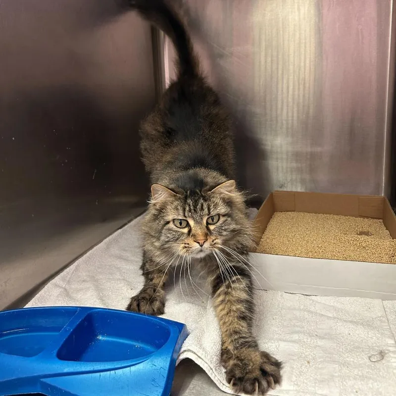 Flanders thumbnail 2