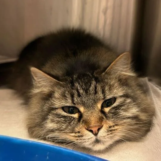 Flanders thumbnail 3